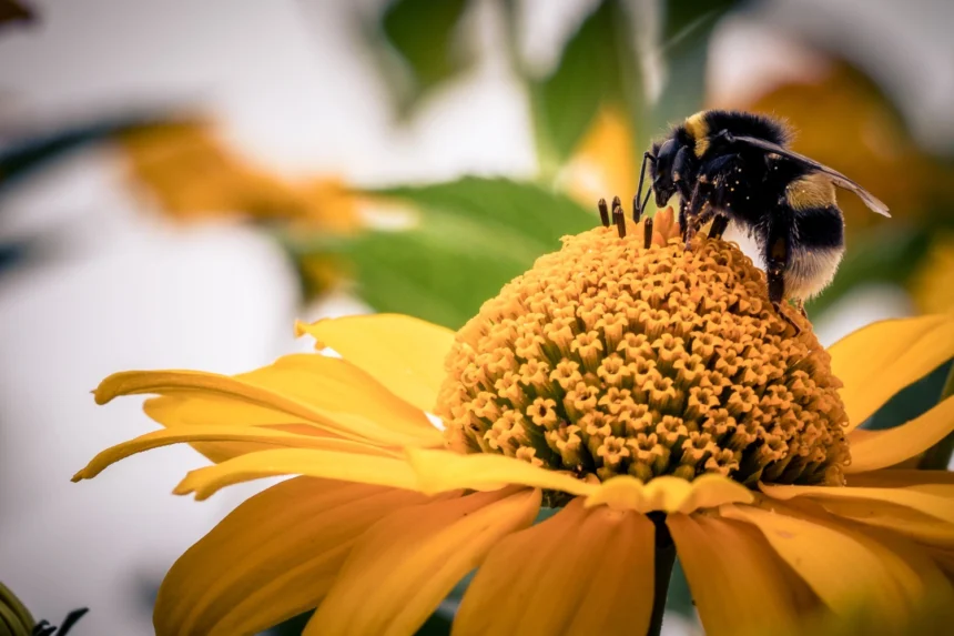 Flowers That Bring Bees and Butterflies to Your Garden