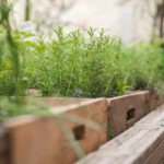 Herbs That Grow Well Together