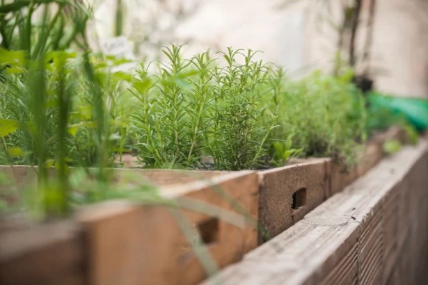 Herbs That Grow Well Together