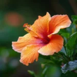 Hibiscus Care