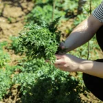 Plant These Perennial Herbs Once and Enjoy Fresh Harvests for Years