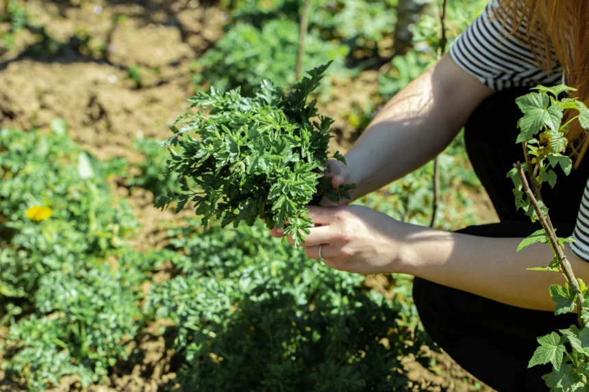 Plant These Perennial Herbs Once and Enjoy Fresh Harvests for Years