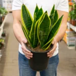 Snake Plant