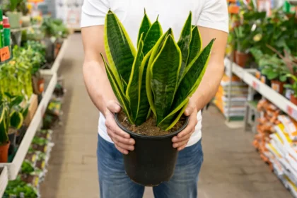 Snake Plant