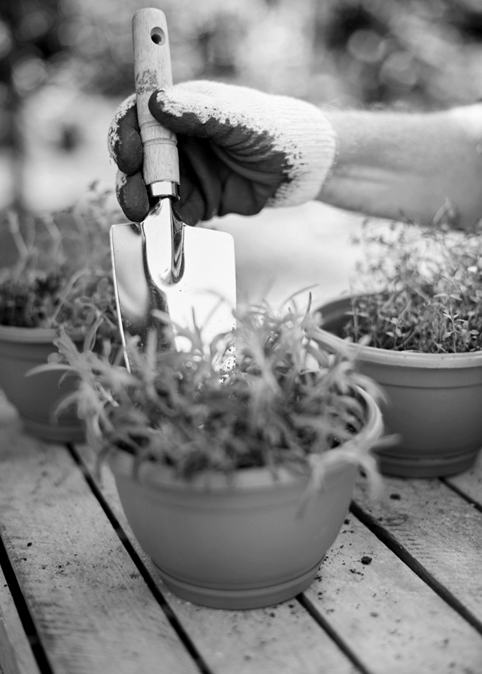 garden
