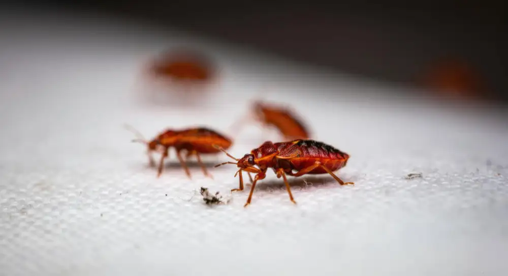 home bed bugs
